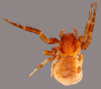 preview Oxyptila truciformis Bösenberg & Strand, 1906